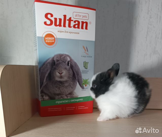 Мини карлики