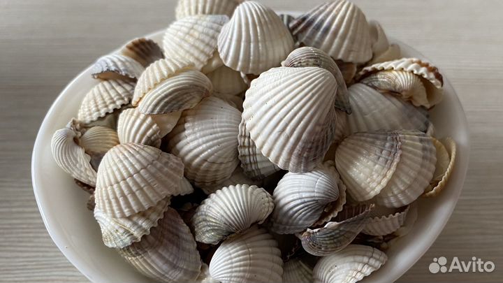 Морские ракушки раковины