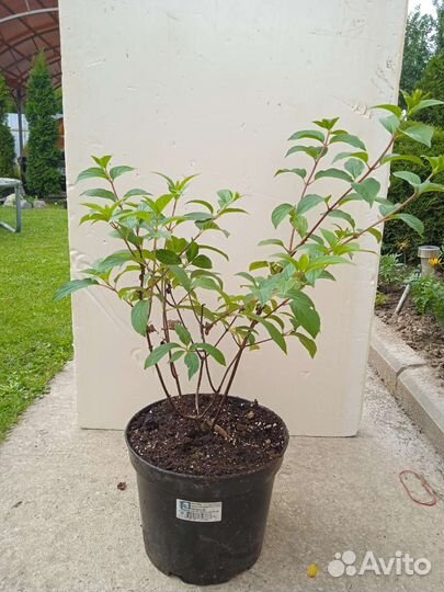 Гортензия vanille fraise