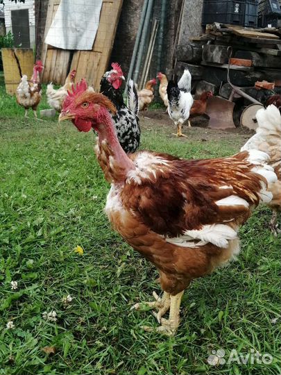 Петухи молодые