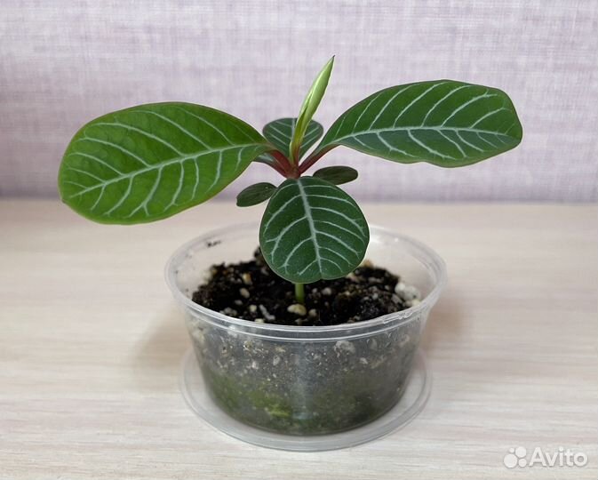 Молочай беложильчатый