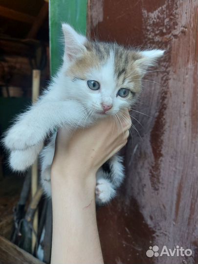 Котята отдам бесплатно