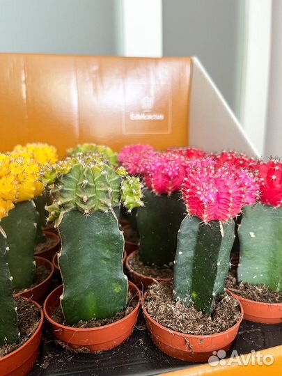 Кактус гимнокалициум