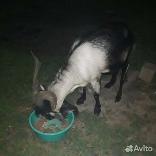 Козы и козел на вязку