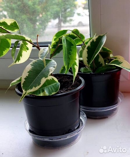 Фикус бенджамина пестролистный