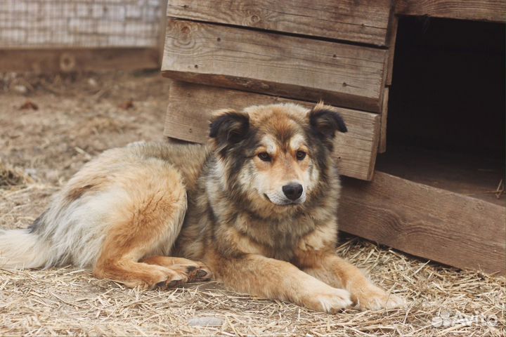 Собачка Нюша