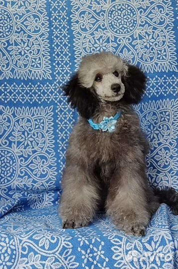 Карликовый пудель девочка