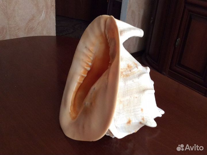 Большая морская раковина