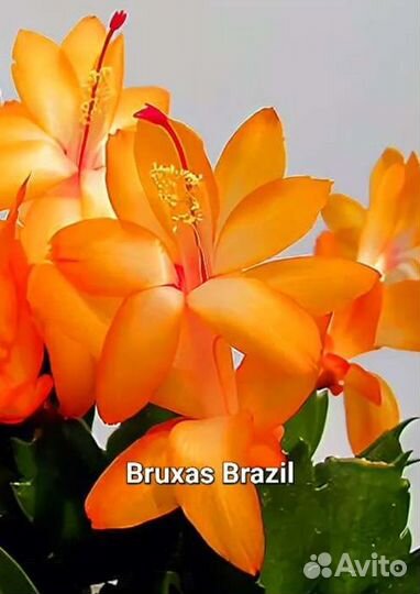 Шлюмбергеры сортовые 4