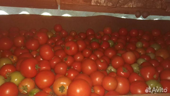 Помидоры
