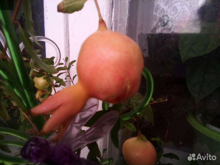 Гранат комнатный