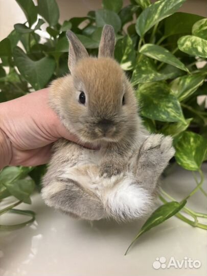 Декоративные кролики - очаровашки