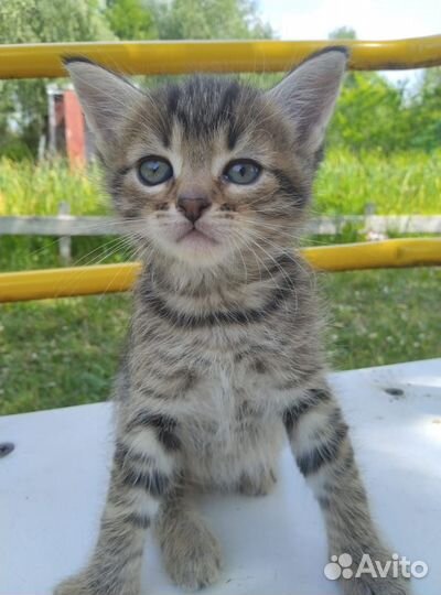 Котята в добрые руки бесплатно