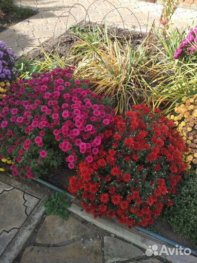 Садовые цветы хризантемы