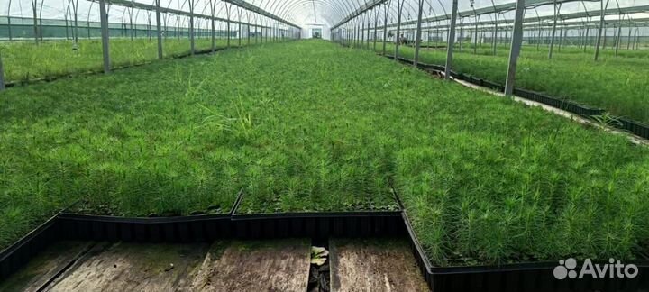 Саженцы ели европейской окс от производителя