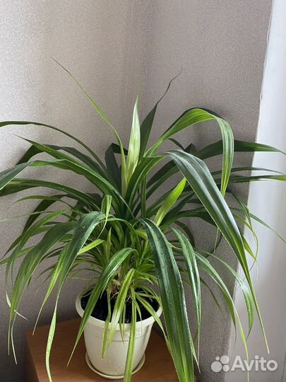 Панданус пальма отросток