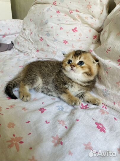 Шотландские котята