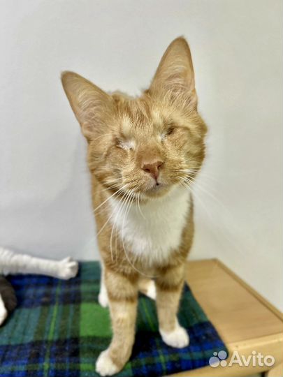 Слепой котик Кеша ищет дом