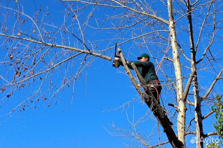 Спил деревьев, расчистка планировка участков
