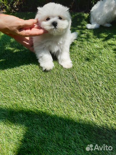 Продаются щенки мальтезе