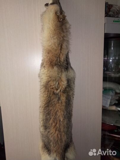 Шкура волка