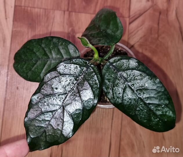 Хойя, более 50 сортов