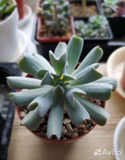 Суккуленты