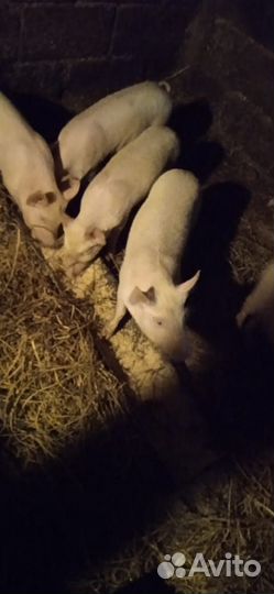 Поросята ландрас