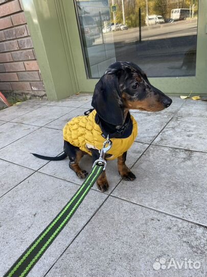 Одежда для собак