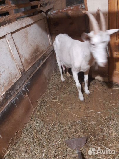 Зааненская дойная коза