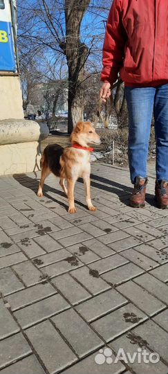 Щенок девочка