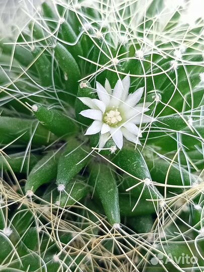 Детки кактуса Маммиллярия