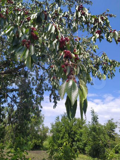 Участок 26,5 сот. (ИЖС)