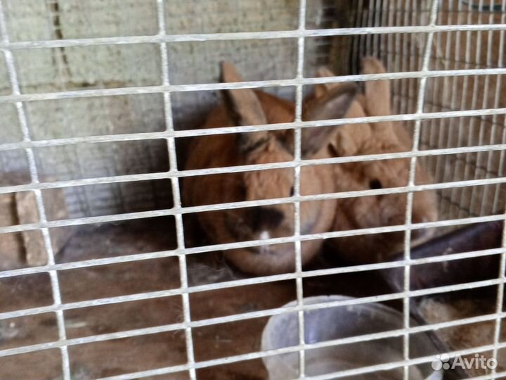 Кролики мясных пород