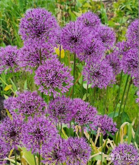 Аллиум (лук) декоративный