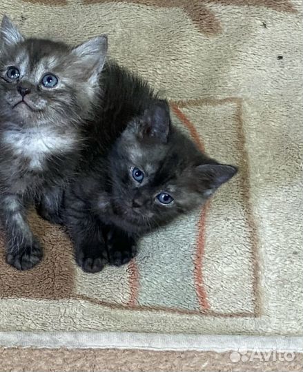 Отдам котенка