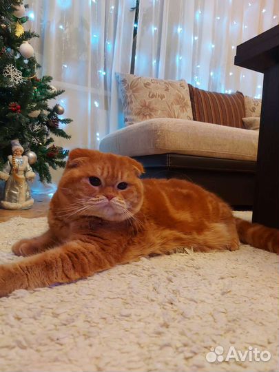 Шотландский кот вязка