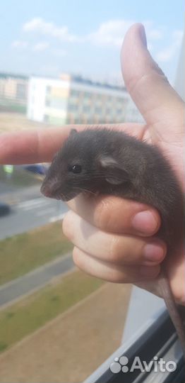 Крысята Стандарт с ушками Дамбо с клеткой