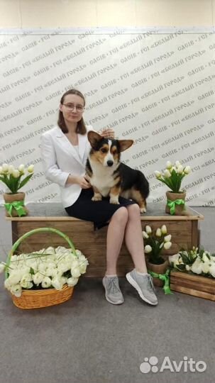 Вельш корги