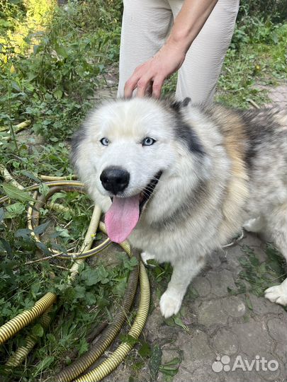 Отдам в добрые руки маламута