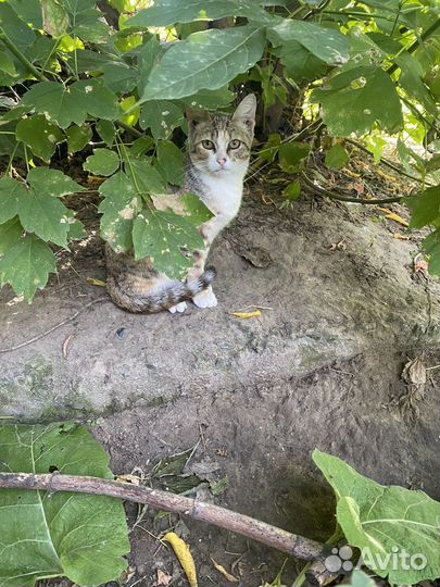 Котята погибают в гараже