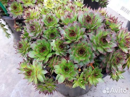 Отдам садовые и комнатные растения