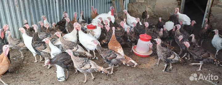 Домашние степные индюки