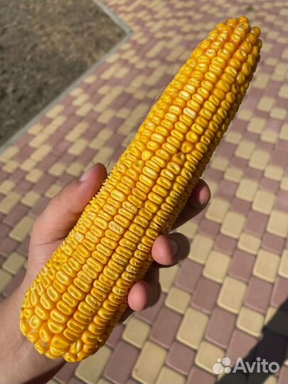 Семена кукурузы Краснодарский 291 AMB F1