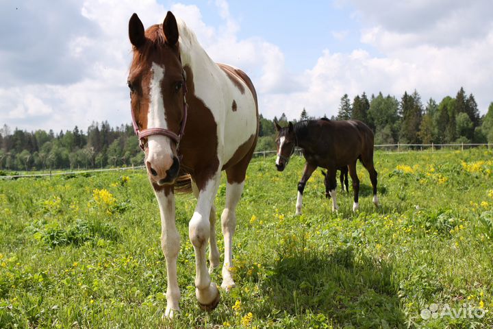 Постой лошадей