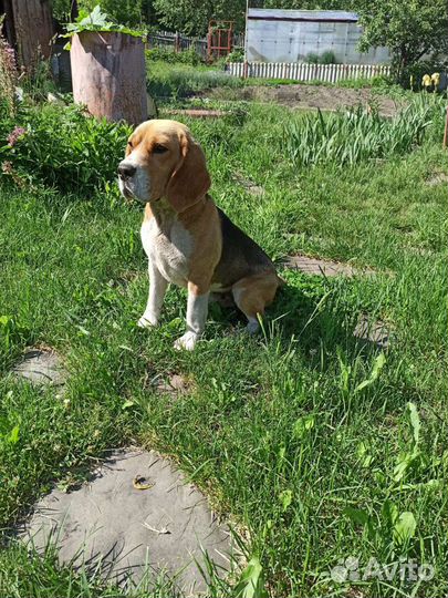 Бигль вязка