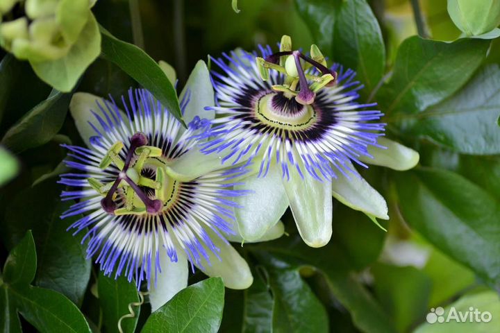 Саженцы Пассифлора Маракуйя Страстоцвет доставка