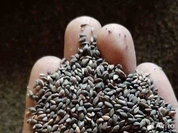 Семена лиственницы сибирской