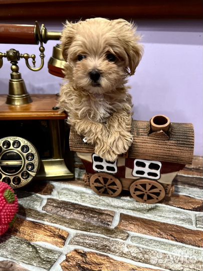 Щенки мальтипу F1 мини