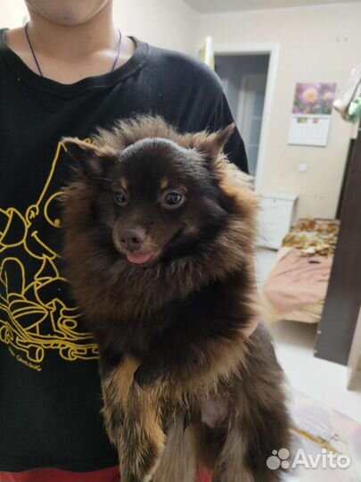 Собака